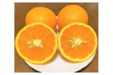 清見オレンジ 約2kg 箱込み （6～8個）L～3Lサイズ【地元印南町産】