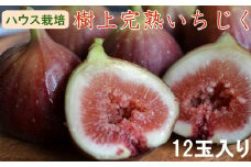 ［ハウス栽培］和歌山県産 樹上完熟 いちじく 12玉入り ★2025年8月より順次発送 ［TM207］