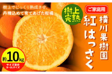 【ふるさと納税】【先行受付】樹上完熟 紅はっさく 約10kg S～3L 家庭用 サイズ混合 横川果樹園 《2026年4月上旬-5月上旬頃出荷》 和歌山県 日高川町 みかん 完熟 柑橘 フルーツ 八朔 はっさく 送料無料