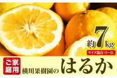 【ふるさと納税】【先行予約】はるか 約7kg S～2L 家庭用 サイズ混合 横川果樹園 《2026年2月上旬-3月中旬頃出荷》 和歌山県 日高川町 はるか みかん 果物 柑橘 フルーツ 送料無料