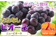 たねなし ピオーネ 約2kg 厳選館 《2025年8月下旬-10月中旬頃出荷》 和歌山県 日高川町 フルーツ ぶどう ピオーネ たねなし 2kg 和歌山県産 送料無料【配送不可地域あり】