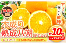 【【先行予約】【産直】和歌山由良町産の木成り熟成八朔 約10kg（L-4Lサイズおまかせ）厳選館 《2026年3月中旬-5月中旬頃出荷》和歌山県 日高川町 柑橘 八朔 熟成 はっさく ハッサク
