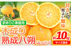 ＜先行予約＞【産直】和歌山由良町産の木成り熟成八朔 訳あり ご家庭用 約10kg（サイズ混合）厳選館 《2026年3月中旬-5月中旬頃出荷》和歌山県 日高川町 柑橘 八朔 熟成
