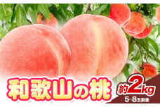 【先行予約】和歌山の 桃 秀選品 約 2kg 1箱 厳選館【配送不可地域あり】《2026年6月末-8月下旬出荷》和歌山県 日高川町 果物 フルーツ 桃 もも