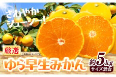＜2025年先行予約＞ みかん ゆら早生みかん 厳選 5kg サイズ混合 GOGO農園《2025年10月上旬-11月末頃出荷》 和歌山県 日高川町 ゆら早生みかん みかん 早生 柑橘 蜜柑 フルーツ 送料無料