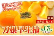 【先行予約】赤秀品 超大玉 刀根早生柿 約 1.7kg 6玉 紀農人株式会社《9月中旬-11月上旬頃出荷》 和歌山県 日高川町 果物 フルーツ 柿 かき 早生柿 旬