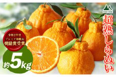 採れたてフレッシュ! 超完熟不知火 5kg まるまつ農園《3月中旬-4月末頃出荷》  和歌山県 日高川町 不知火 柑橘 しらぬい  完熟 デコポン でこぽん と同品種 デコ 
