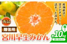 【先行予約】秀品 贈答用 宮川 早生 みかん 約 10kg (2S～2Lサイズ) 笑いの里のTommyファーム《11月下旬-1月上旬頃出荷》和歌山県 日高川町 みかん 早生 贈答用 旬 柑橘 フルーツ 果物 ミカン 柑 産地直送 箱入り