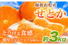 【先行予約】 とろける食感!ジューシー柑橘 せとか 約3kg 株式会社魚鶴《2026年2月下旬-3月下旬頃出荷》 和歌山県 日高川町 みかん 柑橘 果物 フルーツ 送料無料