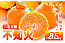【先行予約】【ご家庭用】紀州有田産 不知火 ( しらぬひ )  約8.5kg 株式会社魚鶴 《2月中旬-3月中旬頃出荷》 和歌山県 日高川町 不知火 みかん 柑橘 果物 フルーツ デコポン と同品種 でこぽん 訳あり不知火 訳ありデコポン 訳あり