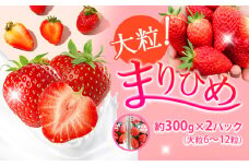 和歌山県産ブランドいちご「まりひめ」約300g×2パック（大粒6～12粒） 日高川町厳選館《12月中旬-2月末頃出荷》和歌山県 日高川町 送料無料 苺 鞠姫 マリヒメ フルーツ 果物 お取り寄せ 【配送不可地域あり】