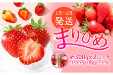 【2026年1月～2月発送】和歌山県産ブランド いちご「まりひめ」約300g×2パック (15または18粒おまかせ) 日高川町厳選館《1月中旬-2月末頃出荷》和歌山県 日高川町 送料無料 苺 鞠姫 マリヒメ フルーツ 果物 お取り寄せ 【配送不可地域あり】