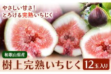 【ハウス栽培】和歌山県産樹上完熟いちじく (海南市) 12玉入り 厳選館《8月上旬-10月中旬頃出荷》和歌山県 日高川町 柑橘 オレンジ みかん 果物 フルーツ 青果 送料無料