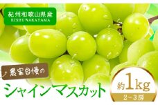 【先行予約】紀州和歌山産 シャインマスカット 約 1kg 魚鶴商店《8月下旬-9月上旬出荷》マスカット 和歌山県 日高川町 贈り物 ギフト ぶどう シャインマスカット