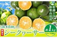 【先行予約】シークヮーサー訳あり 和歌山県産 シークヮーサー 約1kg （サイズ混合） 山本農園 《10月上旬-1月上旬頃出荷》和歌山県 日高川町 柑橘 果物 フルーツ シークワーサー ライム レモン