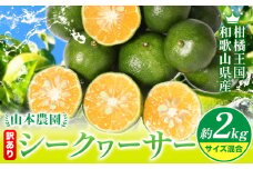 【先行予約】シークヮーサー 和歌山県産 訳あり シークヮーサー 約2kg （サイズ混合） 山本農園 《10月上旬-1月上旬頃出荷》和歌山県 日高川町 柑橘 果物 フルーツ シークワーサー ライム レモン