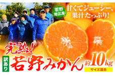 訳あり みかん 10kg 完熟 若野みかん 約10kg サイズ混合 圦本農園 《2025年11月下旬-12月中旬頃出荷》和歌山県 日高川町 送料無料 訳ありみかん 10キロ わけありみかん わけあり 若野 みかん ミカン 柑橘 完熟 フルーツ 果物 お取り寄せフルーツ