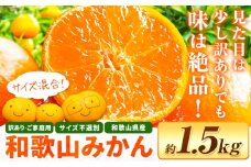 和歌山・日高川育ちの 訳あり 濃厚みかん(3Ｓ～3L)  約1.5kg《11月上旬-12月末頃出荷》和歌山県 日高川町 柑橘類 柑橘 果物 フルーツ ミカン 訳ありみかん 家庭用 お試し お取り寄せフルーツ みかん