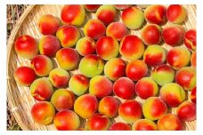 青梅 紅南高梅 5kg 朝採れ紅南高梅 2025年6月以降発送分