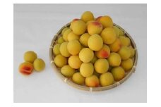 ［梅干づくり用］紀州南高梅5kg（2Lサイズ）