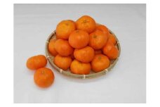 紀州完熟みかん７ｋｇ（２Lサイズ）