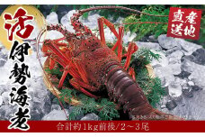 活 伊勢海老 2尾～3尾 セット 合計 約1kg 産地直送 番長おススメ