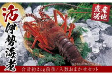 活 伊勢海老 合計約2kg セット 訳あり ２番手