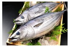 旬 天然魚介類 詰め合わせ B セット 約 6kg