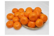 紀州完熟みかん１０ｋg（家庭用M又はＬ）