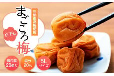 まごころ梅　白干し　塩分20％　5Lサイズ　個包装　１２個入り