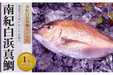 南紀白浜真鯛（約1.2kgx１尾：活〆丸物）