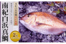 南紀白浜真鯛（約1.2kgx２尾：活〆丸物）