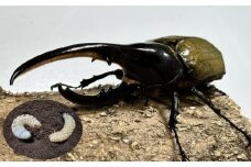 【先行予約】ヘラクレスオオカブト幼虫ペア ※育て方の説明書付き※配送不可地域あり【2025年6月から順次発送】
