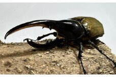 【先行予約】ヘラクレスオオカブト ペア 少し訳あり（オス120mm～140mm前後・メスフリー）※配送不可地域あり ※期間限定 ※数量限定【2025年4月より順次発送】