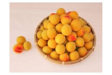 紀州南高梅10kg（2Lサイズ）［梅干づくり用］