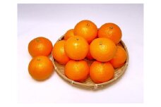 清見オレンジ 3kg　L～3Lサイズ　サイズおまかせ