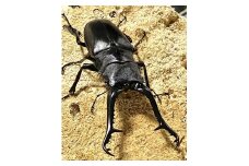 ギラファノコギリクワガタ ペア（オス95mm前後・メスフリー）※配送不可地域あり