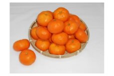 紀州完熟みかん 5kg（Sサイズ）