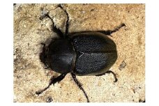 ヘラクレスオオカブト メス 1匹 サイズフリー　※配送不可地域あり