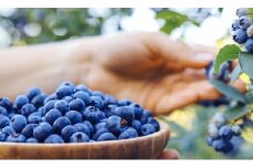 南紀白浜産ブルーベリー 約800g 大容量