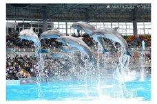 白浜町ふるさと納税 アドベンチャーワールド入園引換券 大人 （18歳上） ペアチケット