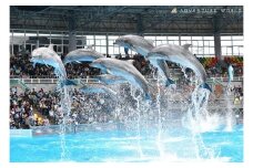 白浜町ふるさと納税 アドベンチャーワールド入園引換券 大人チケット（18歳上） 1枚