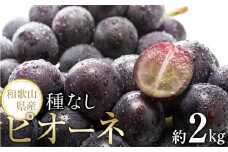 【新鮮・産直】和歌山かつらぎ町産たねなしピオーネ約2kg★2025年8月中旬頃より順次発送【TM164】