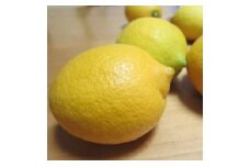 【先行予約】【国産】農家直送!　紀州レモン　約2.5kg