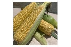 紀南のとうもろこし　ゴールドラッシュ　2kg（約4本～8本）和歌山県産　