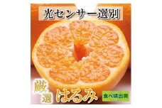 ＜2月より発送＞ 厳選 はるみ 5kg+150g（傷み補償分）デコポンの姉妹品種 新食感春みかん ［IKE45］