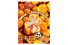 【先行予約】小粒みかん5kg　高糖度！みかんの里！【SmileFruitみかんキング厳選】2025年10月下旬以降順次発送