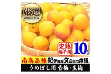 南高梅【完熟】黄色10kg 大サイズ  梅干用フレッシュ青梅（生梅）／紀伊国屋文左衛門本舗