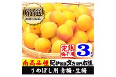 南高梅【完熟】黄色3kg  大サイズ  梅干用フレッシュ青梅（生梅）／紀伊国屋文左衛門本舗