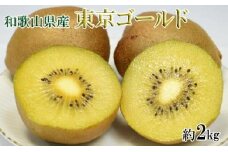 ［数量限定］キウイフルーツの新品種「東京ゴールドキウイ」約2kg（サイズ混合）★2025年11月頃より順次発送［TM57］